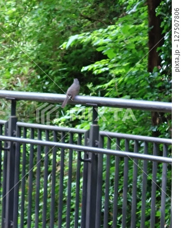 柵に止まる野鳥の後ろ姿 127507806