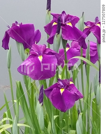 花菖蒲 あざやか紫 花菖蒲 あざやか紫 127507809