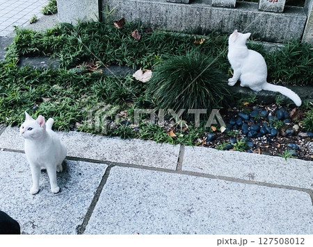 二匹の白い猫 127508012