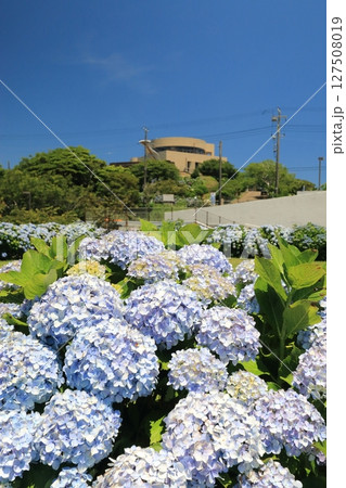 紫陽花が咲く公園の広場 紫陽花が咲く公園の広場 127508019