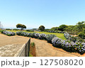 紫陽花が咲く公園の広場 127508020