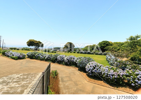 紫陽花が咲く公園の広場 紫陽花が咲く公園の広場 127508020