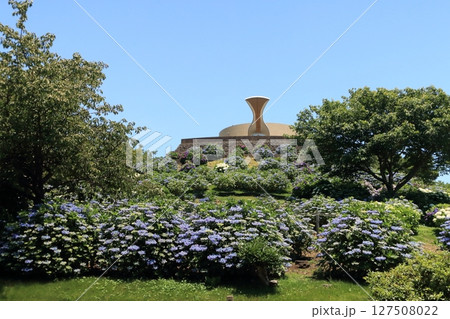 紫陽花が咲く公園の広場 127508022