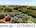 紫陽花が咲く公園の広場 127508023