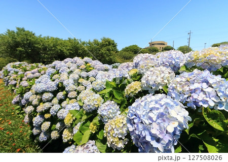 紫陽花が咲く公園の広場 紫陽花が咲く公園の広場 127508026