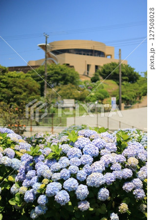 紫陽花が咲く公園の広場 127508028