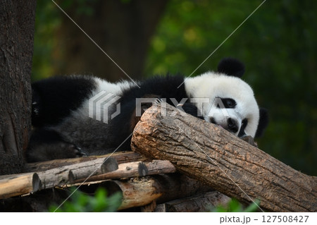 ウッドデッキでくつろぐ赤ちゃんパンダ ウッドデッキでくつろぐ赤ちゃんパンダ 127508427