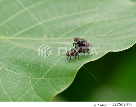 葛の葉で交尾するイエバエ科ノイエバエ 127508479