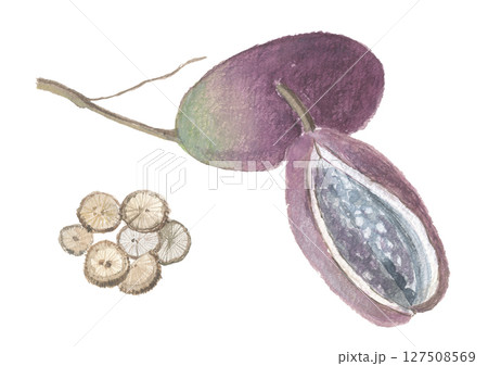 水彩で描いた木通　アケビ　実と茎 127508569