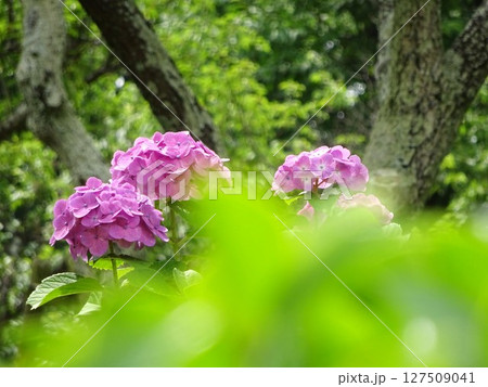 緑の中に映える紫陽花 緑の中に映える紫陽花 127509041