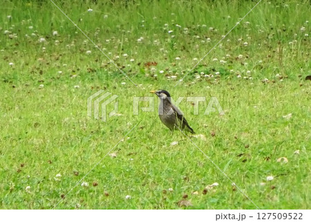 草地に降りた野鳥 草地に降りた野鳥 127509522