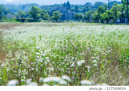 野の花群生 127509654