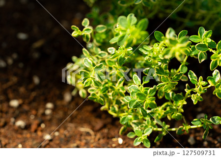 庭に植えたゴールデンタイム 127509731