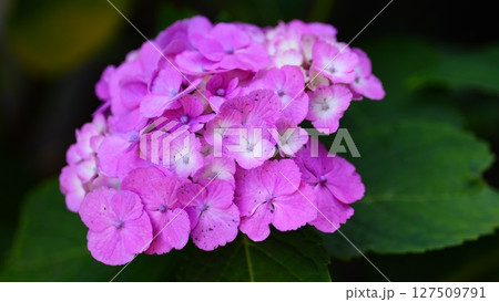 雨に濡れたピンクの紫陽花は白山公園 雨に濡れたピンクの紫陽花は白山公園 127509791