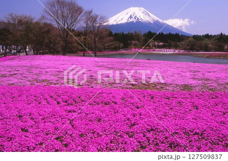 富士山と芝桜 127509837