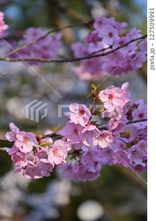 櫛田神社の桜 櫛田神社の桜 127509991