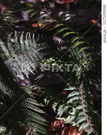 Sunlight shines on the surface of the green ferns leaves. 127509998