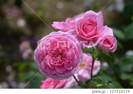 カートルード・ジェキル　バラの花 127510174