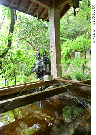 氷見市・礒部神社・藤の花 127510204