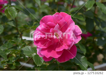 ギー・サヴォア バラの花 ギー・サヴォア バラの花 127510262