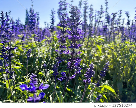 太陽に照らされて輝くラベンダー畑の花々 127510274