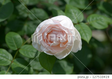 セント・セシリア　バラの花 127510419