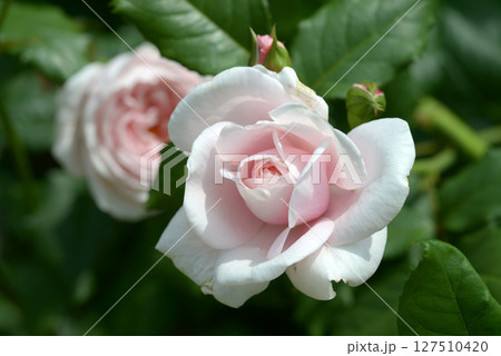 ナエマ　バラの花 127510420