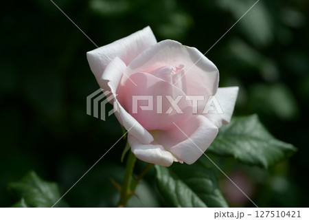 ナエマ バラの花 ナエマ バラの花 127510421