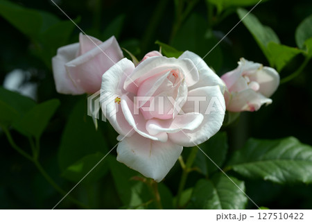 ナエマ バラの花 ナエマ バラの花 127510422
