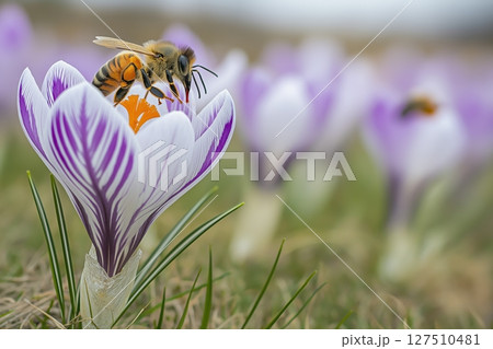 Bee on purple crocus collecting pollen in a meadow 127510481