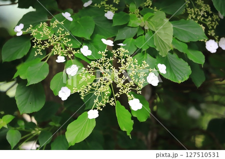 初夏の森 咲き始め ツルアジサイの花 初夏の森 咲き始め ツルアジサイの花 127510531