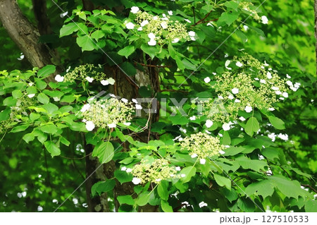 初夏の森　咲き始め　ツルアジサイの花 127510533