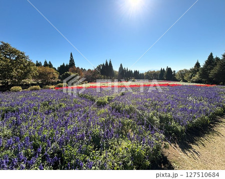 美しい紫のラベンダーの花畑が、青空に下で咲き誇る 127510684