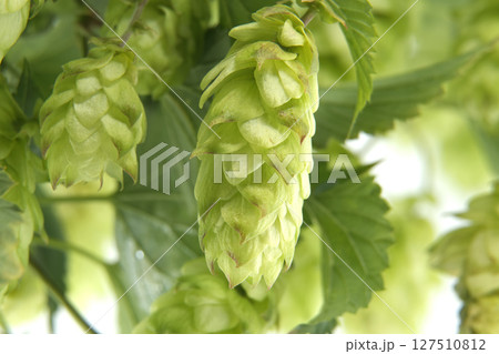 Detailed closeup of fresh green hops on vine over white background highlighting texture and vibrancy Detailed closeup of fresh green hops on vine over white background highlighting texture and vibrancy 127510812