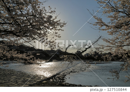 満開の桜の木の間から眺めた影絵ような岩国錦帯橋 127510844