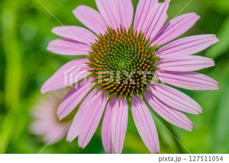 ピンク色の花を咲かせたエキナセアのクローズアップ写真 ピンク色の花を咲かせたエキナセアのクローズアップ写真 127511054