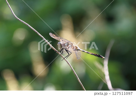 翅を休めるシオカラトンボ 127511097