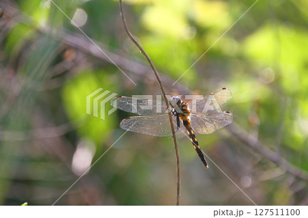 翅を休めるシオカラトンボ 127511100
