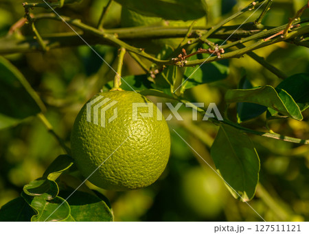 Fresh green lime hanging on a branch amidst lush foliage in bright sunlight. Generative AI 127511121