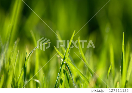 Vibrant blades of grass catching sunlight in the heart of nature summer embrace. Generative AI Vibrant blades of grass catching sunlight in the heart of nature summer embrace. Generative AI 127511123