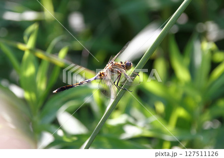 翅を休めるシオカラトンボ 127511126