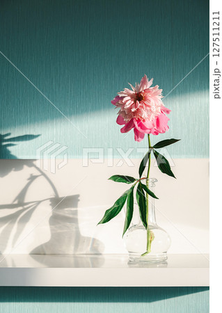 Pink Peony Flower in Glass Vase on White Shelf with Sunlight Shadow. Botanical Still Life for Home Decor. 127511211