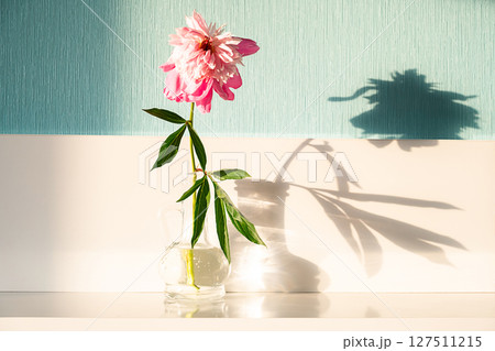 Pink Peony Flower in Glass Vase with Dramatic Shadows. Minimalist Floral Arrangement. 127511215