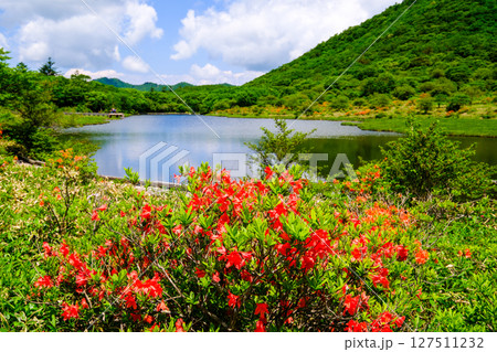 レンゲツツジ咲く覚満淵2 127511232