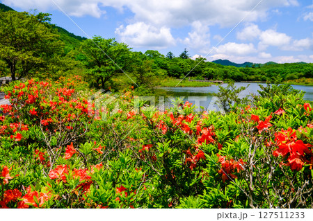 レンゲツツジ咲く覚満淵1 127511233
