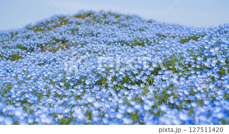 ネモフィラが彩る青の絶景｜春の丘を埋め尽くす花畑 127511420