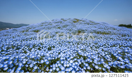 Endless Hill of Blue: Nemophila in Full Bloom 127511425
