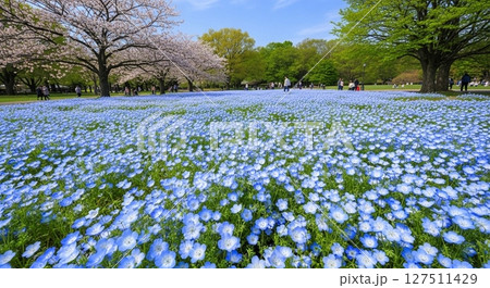 ネモフィラと桜が織りなす絶景の花畑 127511429