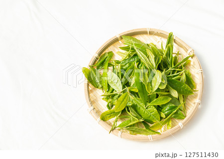 初夏に芽吹いて初摘みされた茶葉の新芽 127511430