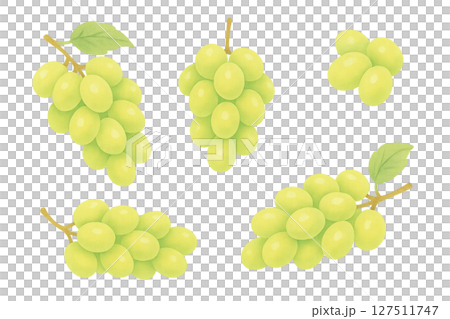 閃耀麝香葡萄酒水彩插圖、葡萄串和穀物套裝、水果材料 127511747